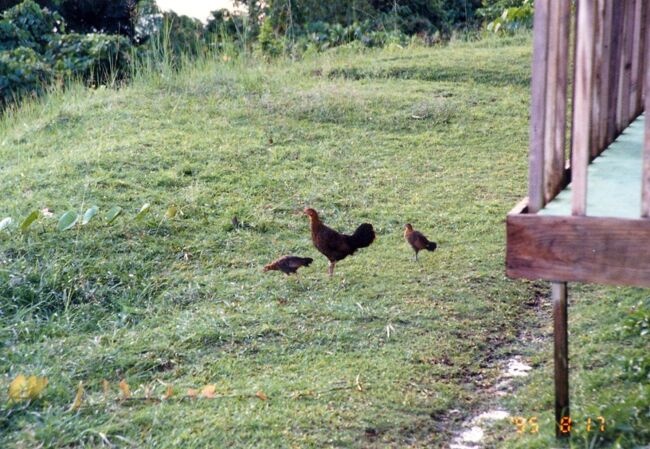 １９９５夏　パラオ　