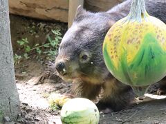 車デビュー！夏の長野・茶臼山動物園（３）残りのミッション・ウォンバットからビントロング・キリン・ライオンの新メンバー～久しぶりのアフリカ平原