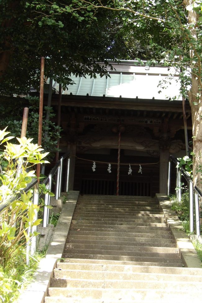 　常盤八雲神社（https://4travel.jp/travelogue/10487506）の鳥居に張られた注連縄をまじまじと見る。昨年に新調された頃には塩ビ製から元の藁製に戻したものと見間違ってしまったようだ。大分傷んできた注連縄は良く見ると塩ビ製だ。ただし、葛原岡神社（https://4travel.jp/travelogue/11643597）の鳥居に張られた注連縄ほど塩ビ製感があるものではない。こうした塩ビ製の注連縄でも製造メーカが複数社あり、その製品から受ける印象も随分と異なるものだ。ここ常盤八雲神社の塩ビ製注連縄は新品の頃は良く見ても藁製の注連縄と見間違えてしまったのだ。しかし、葛原岡神社の塩ビ製注連縄は新調された新品であるが、一目見れば塩ビ製と分かる製品レベルである。<br />（表紙写真は常盤八雲神社拝殿）