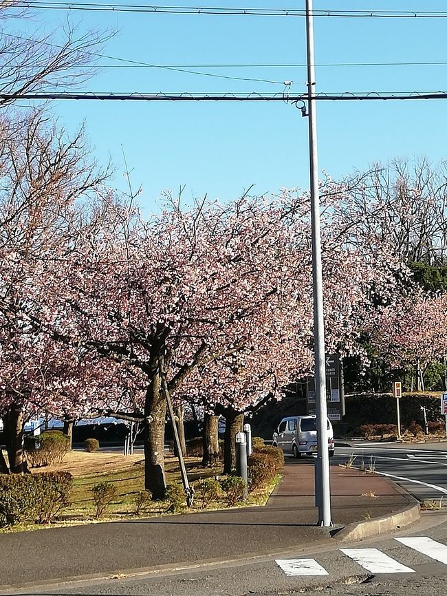 ２０２０年２月伊豆へ旅行に行きました<br />１日目　伊豆高原　駅前の早咲きの桜が綺麗です。回転すし「魚磯」で昼食<br />２日目　JR三島駅　街歩きをしていて富士山が目の前に見えました。こんな近くで見るのは初めてです。駅前の魚がし鮨で昼食<br />３日目　伊東温泉　伊豆伊東港「魚河岸」で昼食<br />早咲きの桜を楽しみ、新鮮なお寿司を食べ、温泉を堪能しました。<br />