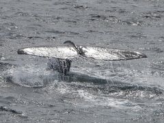 知床でヒグマを観察へ　８月２３日　マッコウクジラクルーズ