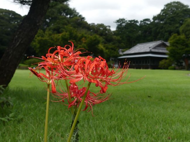 「つつじが岡第二公園」のヒガンバナ_2020_咲き始めました。十月桜も咲いてます（群馬県・館林市）