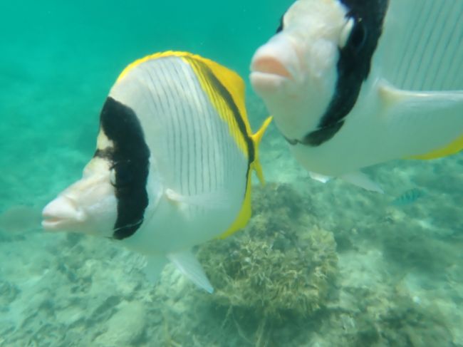 海外に行けない間にＧｏＴｏ使ってマイルを貯めよう　慶良間ブルーを求めて渡嘉敷島へ