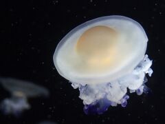 クラゲの水族館でキタゾウアザラシに会ってきたお話 2 クラゲの部