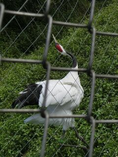 2020　④ go to 東北海道4泊５日　タンチョウ鶴自然公園　阿寒国際ツルセンター