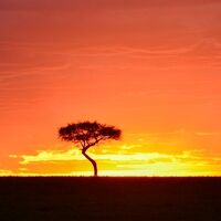 2019年　AFRICA　Wonderful Safari in Kenya⑪（ナイバシャ湖からマサイ・マラ国立保護区）