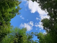 修善寺、竹林の小路、竹の隙間からの青い空