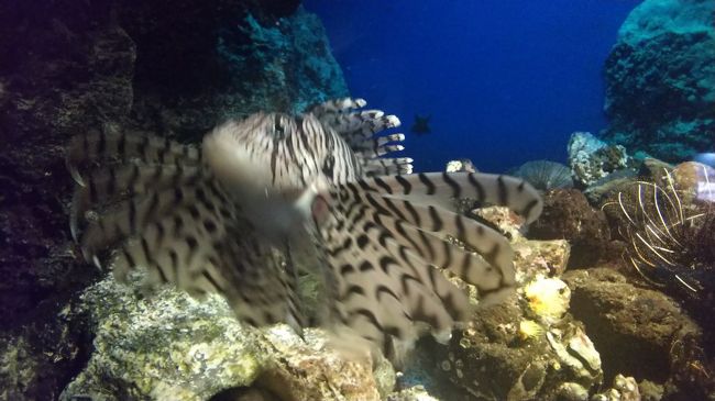 ※マルタ旅行記が途中ですが、記憶が新しいうちにこちらをアップします!<br /><br />今までなら長期休暇は毎回海外に行ってましたが…さすがに今回は無理。国内もこんな感じだし、ひたすら引きこもってゲーム三昧もありかなーと腹くくってたところ、親から旅行のお誘いが。<br />家族旅行は2年ぶり!ということで鹿児島に行くことにしました。<br /><br />旅の目的は、温泉とコアラ!!!<br /><br />これもコロナの恩恵か…きっと普段なら断ってただろうからね。<br /><br />あーでもせっかくの11連休がーーー!<br />下手すりゃ南米も行けたはず( ;∀;)<br />くそコロナめ!!←やめんさい