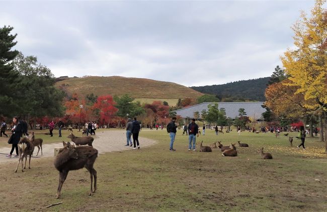 大学在学中はみんなでがやがやと　旅行をして回る青春時代でした。<br />ムロツヨシのTVドラマじゃないけれど　人間関係を作って　楽しく勉強し　研究し　ディスカッションし、　<br />夏休みは合宿と称して　先生も一緒に　妙高にあった野尻湖ホテルに泊まりこむのが常でした。<br />その野尻湖ホテルも　いつの間にか廃業し、卒業からの周年記念にみんなで行こうね！って　言っていたのに　実現できず　がっかり。<br /><br />それではどこに行こうと相談した結果　京都旅行に決まりました。<br /><br />せっかく行くなら　奈良にも行きたいなあというご夫婦に　しっかりお邪魔虫して　私も奈良旅行に同行です。