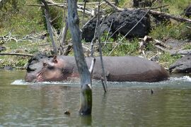 2019年　AFRICA　Wonderful Safari in Kenya ⑩（ナイバシャ湖）