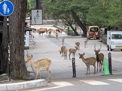 CORONA下の奈良公園！私だけの古都！