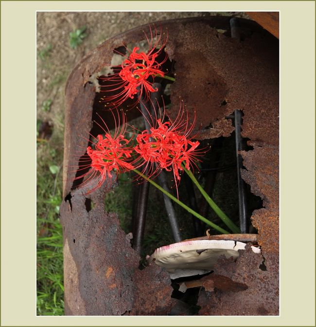 ■錆びたドラム缶の中からヒガンバナの花がのぞいていました。♪島根県正国公園<br /><br />▽ひがん花の里／島根県鹿足郡吉賀町蔵木<br />　吉賀町の「ひがん花の里」は、最盛期に、およそ3ヘクタールの栗林をつつみこむように真っ赤なひがん花が広がります。<br />　2007年に地元の方の努力で維持管理されて以来、毎年9月下旬にはひがん花まつりも開催され、県内外から多くの方が訪れる観光名所となっています。<br /><br />▽ポケットパーク正国公園のヒガンバナ／島根県鹿足郡吉賀町真田<br />　毎年、ポケットパークすぐ隣にある正国公園できれいな彼岸花を見ることが出来ます。<br />　　地面(ぢべた)のしたに棲むひとが<br />　　線香花火をたきました<br />　　あかい　あかい　曼珠沙華　　　金子みすゞ (1903-1930)<br /><br />▽木部谷温泉の間歇泉／島根県鹿足郡吉賀町柿木村木部谷<br />　中国自動車道 六日市ＩＣから20分くらい北上すると木部谷温泉松の湯があります。<br />　ここには日本でも数少ない希少なタイプの間歇泉があります。25分おきに高さ2ｍくらいのお湯が噴き出します。<br /><br />【　手記　】<br />　島根県吉賀町の「ひがん花の里」へ彼岸花を鑑賞にでかけました。ヒガンバナといえば、秋桜（コスモス）とともに、秋の訪れを告げてくれる花です。ヒガンバナは、毎年、お彼岸のころの田園風景の中に赤く咲くとても目立つ花です。<br />　多忙な毎日、休日無しの生活で疲労の塊のような身体ですが、どうしようもないイラな性格なもんでちょっとでも時間があるとじっとしておれないのです。ヒガンバナの里吉賀町までドビューンと行って参りました。※2020.09.17編集