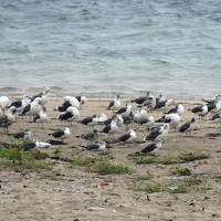 牡鹿半島沖の島めぐり　猫の楽園島と金華山に登る旅　２日目