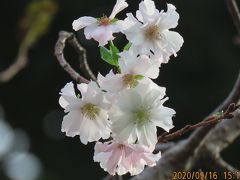 早くも冬桜を見ました!