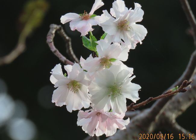 9月16日、午後2時過ぎにふじみ野市にある亀久保西公園に行きましたところ、冬桜の花が咲いていました。　遠くから白いものが見られたので近寄ってみると冬桜の花でした。　　花の数は少なかったですが、4本の樹に花が咲いていました。<br /><br /><br /><br />*今年初めて見られた冬桜