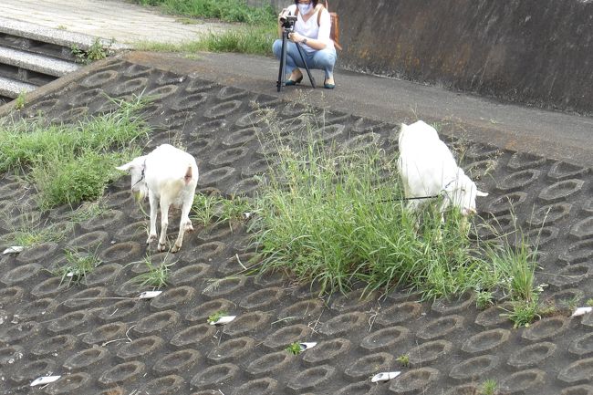 　「戸塚のヤギも斜面がお好き」（https://4travel.jp/travelogue/11643573）から半月余り経った。今日も2頭のヤギは柏尾川に散歩に出かけ、堤防に生えた草を食んでいる。やはり2頭とも戸塚のヤギたちも斜面がお好きなのだ。<br />　しかし、今日は何か異常だ。カメラを持った6、7人の中年の男女がヤギを取り囲み、写真を撮っている。中には三脚を設置して写真撮影しているおばさんたちもいる。これまでは、戸塚駅に向かう途中でヤギを見つけてスナップ写真を撮る人ばかりで、三脚を使ってヤギの写真を撮る人は初めて見た。もしかして、このおばさんたちはプロのカメラマン？<br />　それでも小さなお嬢ちゃんの手を引いてヤギの傍までやって来てヤギさんたちのモグモグタイムをお嬢ちゃんに見せているお父さんもいる。そう、これまではこうしたお子さんのアイドルだった戸塚のヤギたちであったのに、今日はおじさんおばさんが集まっているのであるから驚きだ。<br />（表紙写真は堤防のコンクリートブロックの斜面で間に生えた草を食むヤギたち）