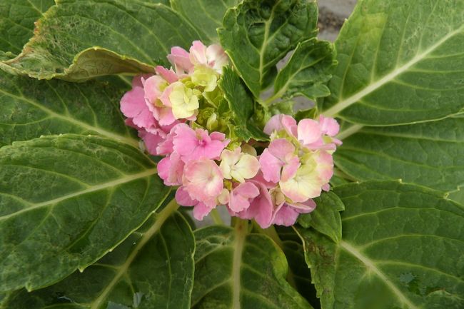 　今年の夏に、紫陽花の花が終わった後に花を切った紫陽花の株にも小さな花がたくさん付いている。少し涼しい日もあって紫陽花が秋に咲き出そうとしているのである。<br />　少し離れた場所では紫陽花の花が咲き出している株もある。<br />　今年の秋には紫陽花が多く咲く！？<br />（表紙写真は咲き出した紫陽花）