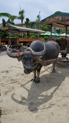 初・石垣島　気を遣いすぎることは良いことだと思う旅　３日目