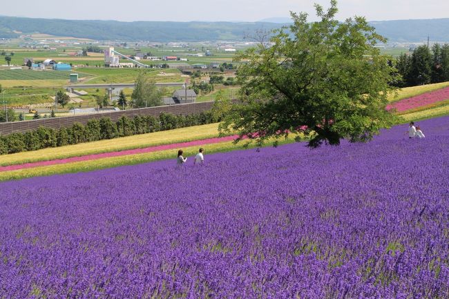 2020 美瑛・富良野　満開のラベンダーと丘の花畑