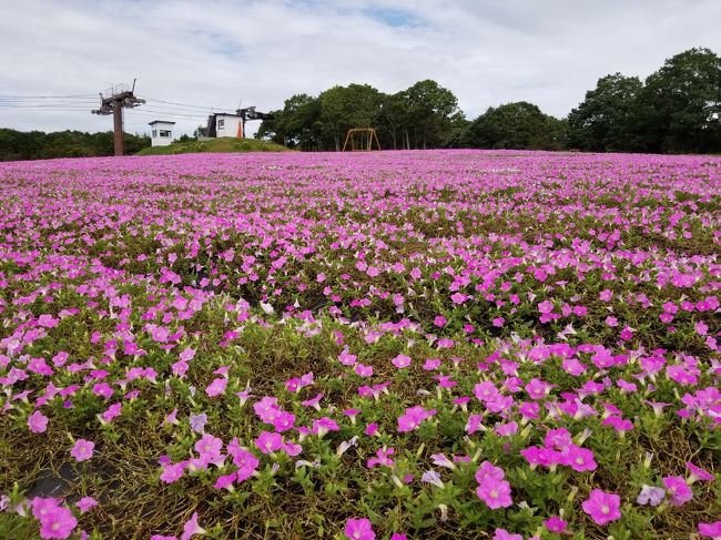 ひるがの高原の桃色吐息が満開と言うニュースを見て友人に誘われ出掛けました。<br />今年は長雨で開花が遅れて10月中頃まで楽しめるようです。<br />