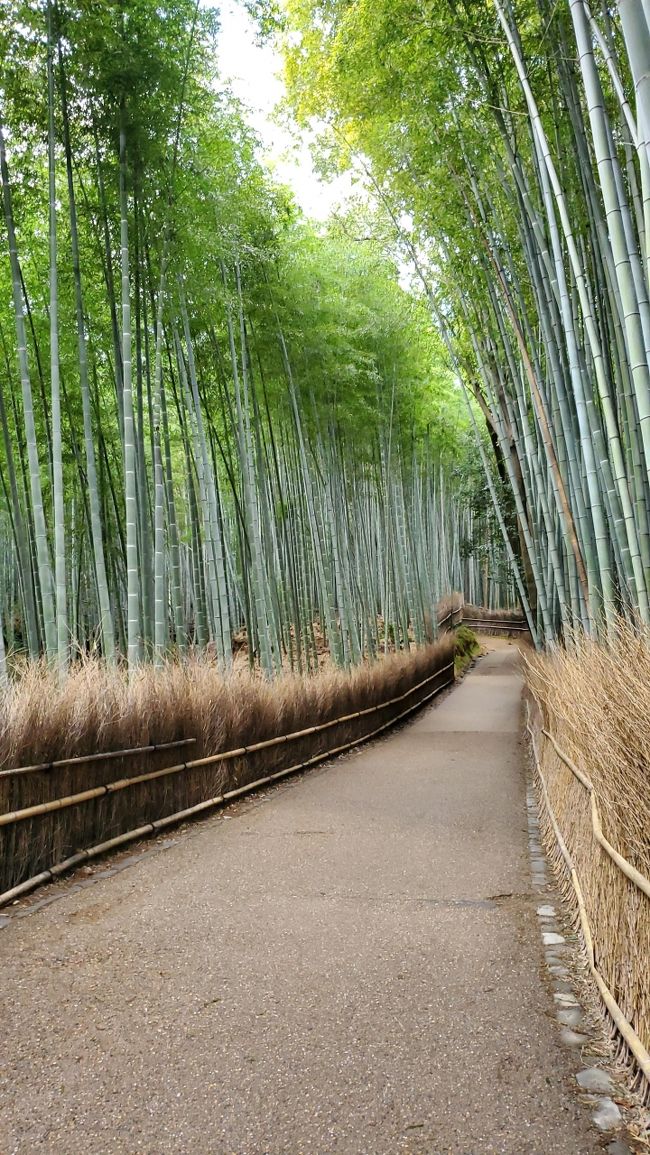 誰もいない竹林での写真が撮りたくて、夜中出発の日帰り旅行。<br />なんの参考にもなりません。