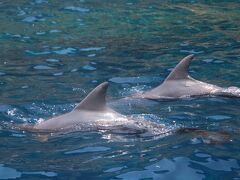 盛夏の小笠原諸島、6日間の旅路 いざ父島へ　その①