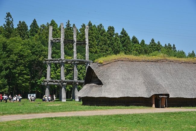 ８月下旬に、青森へ４泊５日の旅行で行って来た。<br /><br />世界的な新型コロナ感染拡大で、５月の海外旅行を中止したのが３月。暫くは国内旅行も諦めていたが、そのうちに感染拡大も収まるだろうと、前々から行ってみたいと思っていた夏の青森への旅行をGW頃に計画した。一旦は、７月末に４泊５日の予定で新幹線・ホテルの予約を行っていたが、例年になく長引く梅雨空を避けるため、丁度ひと月延期してやっとGO！となった。この間、GoToトラベルキャンペーンのことが話題になったが、当初の計画時にはそのような気配もなく予約を進めていたものの、実際に旅行時に適用可能となるともちろん有難くその恩恵は受けて来た。<br /><br />今回の旅行の行程概要は以下の通り。<br /><br />１日目：千葉～東京（東北新幹線）～新青森～三内丸山遺跡～青森県立美術館～（津軽半島東海岸）～竜飛崎【竜飛崎泊】<br />２日目：竜飛崎～（津軽半島西海岸）～十三湖～高山稲荷神社～斜陽館～立佞武多の館～鶴の舞橋～十和田湖【十和田湖畔泊】<br />３日目：十和田湖畔～奥入瀬渓流～八甲田山ロープーウェイ～三沢【古牧温泉泊】<br />４日目：古牧温泉～（下北半島東海岸）～尻屋崎～恐山霊場～むつ【むつ泊】<br />５日目：むつ～大間崎～仏ヶ浦～（下北半島西海岸）～新青森（東北新幹線）～東京～千葉<br /><br />青森県には、15年程前に十和田・奥入瀬へ、６～７年前に東北４大祭り見物主目的の旅行で、日本海沿岸・弘前市・青森市・白神山地に行っており、今回は津軽半島・下北半島制覇＋2度目の奥入瀬渓流の旅となった。<br /><br />第１回目は、初めての盛岡以北の東北新幹線乗車、２年後の世界遺産登録なるか注目される三内丸山遺跡見物、あおもり犬で有名な青森県立美術館見物、津軽半島東海岸を北上して到着した竜飛崎見物の模様となる。<br />