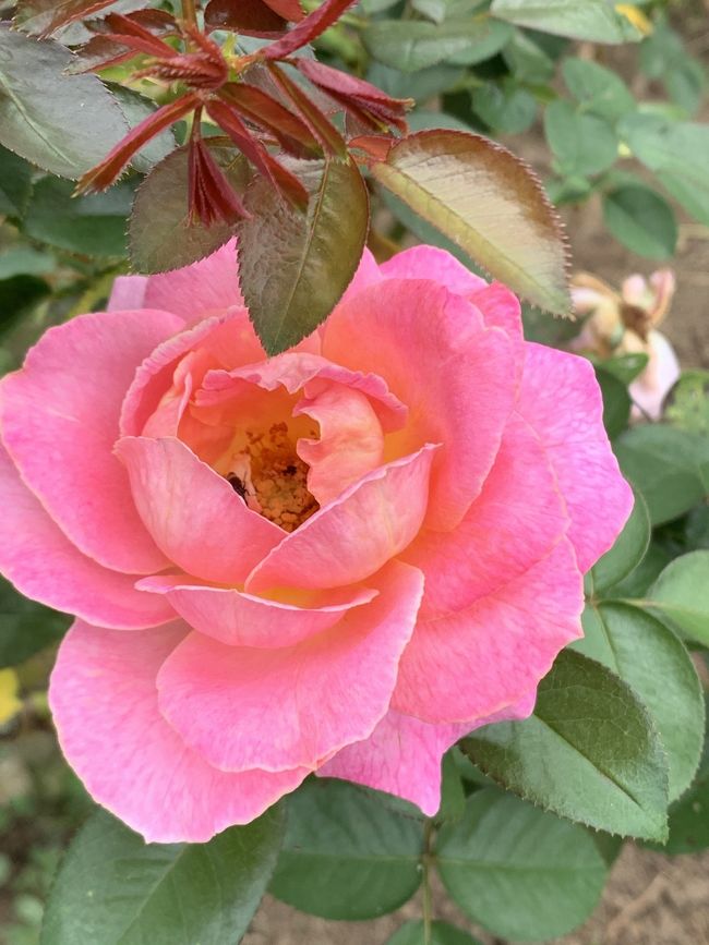 ローズ&パープルガーデン<br />期間中でしたが、花期はまだ先です。<br /><br />イルミネーションは10/17~2/7開催だそうです。