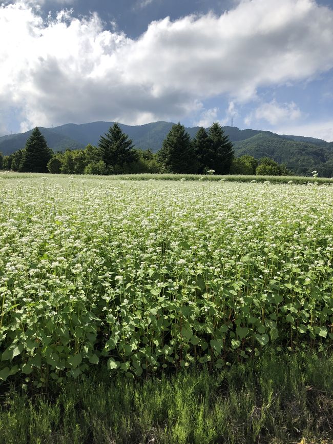 1、先ずは、白山で一枚めのお蕎麦<br />2、美鈴湖でキャンプ。E1のサイト最高<br />3、夜はキムチと地ビールの関係について考察する<br />4、キャンプには温泉<br />5、2日目はそば街道のからさわ亭で2枚目<br />6、松本市内は長蛇の車、お味噌やさんは諦める<br />7、2日目の夜は、東北仕込み芋の子汁<br />8、3日目、最終日は山法師<br />9、お土産はお味噌<br /><br />*まだまだ奥が深い、松本のお蕎麦。今回はそば街道に集中したけど、次回は市内のお蕎麦やさんも突撃すべし。戸隠も行かなければ。ああー忙しい。