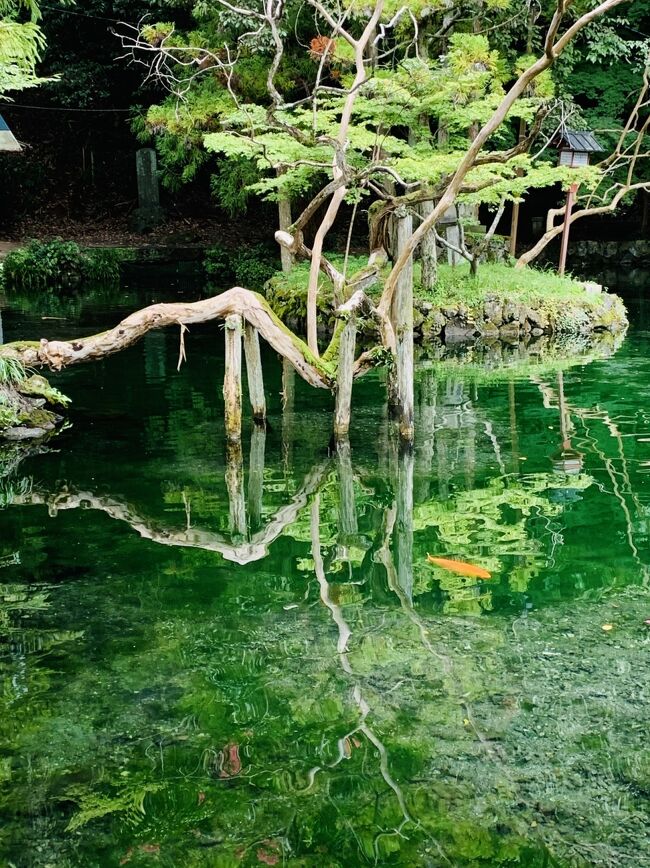 ここにも「モネの池」？　出原弁天池　日本名水百選　睡蓮あれば完璧…