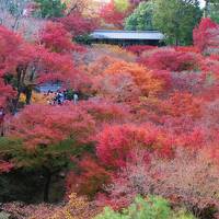 2019古都京都もみじ満喫の旅2泊3日①