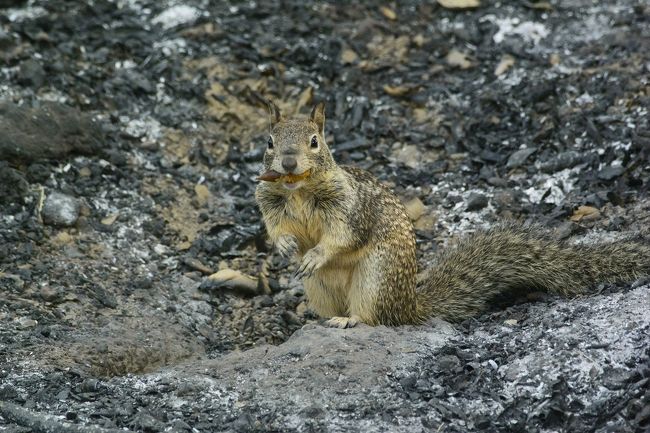 大半の人にとってバルボア・パークと言えばサンディエゴにある巨大公園のことですが、私達のようにロサンゼルスのバレー地区に住む民にとってはレイク・バルボア・パークのことを指すのです。<br /><br />・ロサンゼルス市の公園紹介ページ<br />https://www.laparks.org/aquatic/balboa<br /><br />・Wikipediaの情報ページ<br />https://en.wikipedia.org/wiki/Lake_Balboa,_Los_Angeles<br /><br />ここはサンディエゴの公園に比べると小さいですが、それでも32ヘクタール（東京ドームの約7倍）ほどの広さがあるなかなかの規模の公園です。中にはクリケット場やテニスコート、日本庭園があったりします。私はロサンゼルスに来たばかりの頃、友達に何度かゴルフに連れてきてもらいました。私はどうやらゴルフとは相性がよくなかったようでその後ほとんどやらなくなりましたが、公園には動物や鳥がたくさんいるのでそれらを見に何度も訪問しています。<br /><br />9月初めにこの公園で火事があり、そのうち8ヘクタールほどが焼けてしまいました。その焼け跡を歩いてきました。