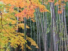 2019古都京都もみじ満喫の旅2泊3日②