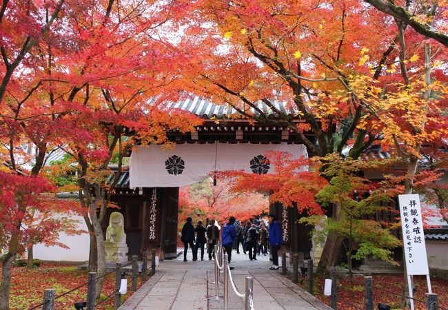 2019古都京都もみじ満喫の旅2泊3日③