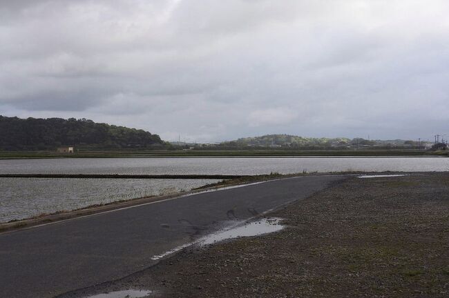 　鳥友から、香取市阿玉川の利根川堤防傍の田圃に珍鳥ヒメコンドルが出ているとの情報を戴き、急いで見に行ってきました。<br /><br />表紙写真は、香取市阿玉川の田園風景です。<br />