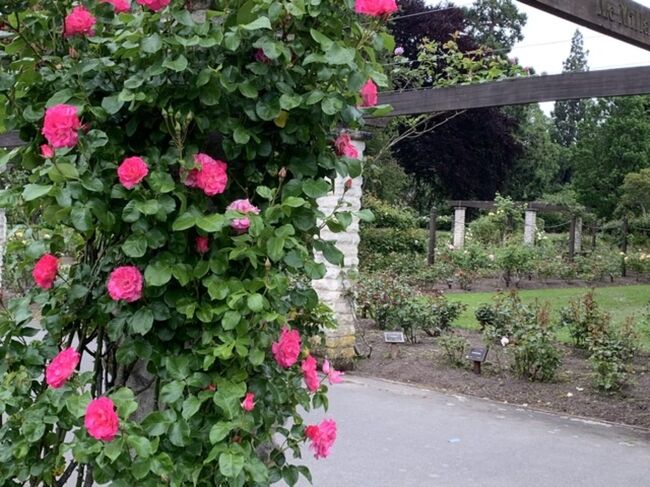 クイーンズタウンからダニーデンへ<br />街歩きとダニーデン植物園<br />旅行中最長ドライブでした。<br /><br />ペンギンツアーもずいぶんと調べたけど、ペンギンさんが見られる(活動する!?)時間帯に合わせているのか、ツアー開始の時間が限られ、長時間ドライブを考えるとやむなく断念。<br />ボールドウィンの急坂も行ってみたいけど、家族はみんなどうでも良さそう。<br />それでも、クイーンズタウンのようなリゾート地とも、ダウトフルやテカポ湖などの大自然とも違う、アカデミックで落ち着いた街並み、なかなか楽しめました。少しだけ音楽に触れられたのも良かった♪<br /><br />ただ、日帰りドライブでクイーンズタウン往復という旅程、あまりおすすめはできません。<br />もちろん高速なし、結構な山道(峠攻めというよりは、起伏が激しい大地を突き進むとでもいうのか)<br />交通量も多くない分地元の人はバンバン飛ばす、ジェットコースタードライブです(笑)<br />弟くんと義妹ちゃんが果敢に運転してくれたけど、やっぱりキツかったみたい。<br />ダニーデン空港はあるけど、クイーンズタウンからの便はなし、NZ国内移動は列車も難しいし、面倒でも1泊プランがいいかと思いました。(もっとも家族の意向を汲んでのプランでした)
