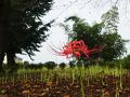 邑楽・大泉の旅行記