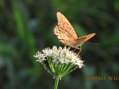 森のさんぽ道で見られた蝶(54)ミドリヒョウモン、ルリタテハ、イチモンジチョウ、ツバメシジミ他