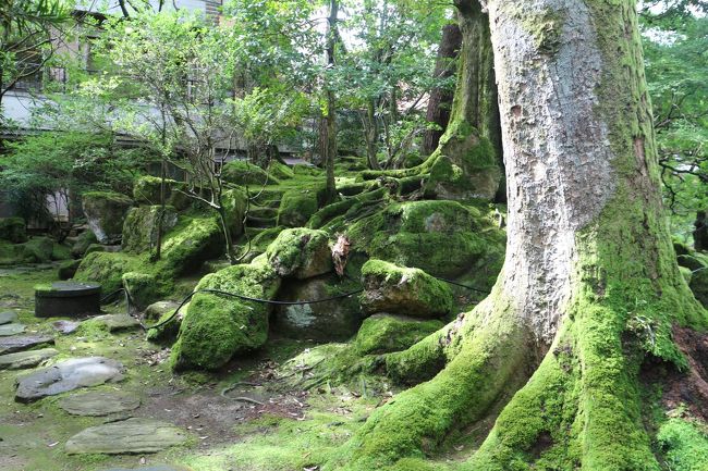 今年の夏は三泊四日で北陸エリアへ。<br />その２、粟津温泉 旅館「法師」<br /><br />今回、後半2連泊したのが粟津温泉の旅館「法師」。<br />加賀温泉郷の辺りのお宿を探していたところ、この旅館がヒット。1300年の歴史を持つ、日本最古級の旅館。一度はギネスブックに日本最古として登録されたらしいのだけれど、その後に兵庫県の旅館にその座を奪われてしまったとか。いずれにしても、この旅館の創業年である718年は、日本では奈良時代の幕開け期、中国では唐の時代、ヨーロッパではスペインでレコンキスタが始まった年、かなりの大昔。これだけの歴史ある旅館、人気も高そうだったけれど、今年はコロナ渦のためだろう、まだまだ空室があった。しかも、「おこもり湯治」「お部屋で弁当食」と、今の世相にフィットしたリーズナブルなプランも有り。この頃はGoToトラベルキャンペーンもやるのかやらないのか決まっていなかったけれど、この歴史ある旅館の新しい試みに支援賛同する意味でも予約を申し込んだ。<br /><br />表紙写真：中庭でのワンショット。苔で覆われ、&quot;秘密の場所&quot;感が漂う。