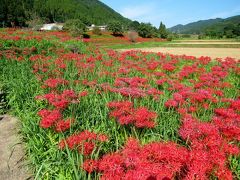 2019年10月那須町「蓑沢彼岸花公園」少し見ごろを過ぎた彼岸花を見てきました。