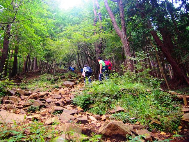 友が逝った。<br />山に登ったり、空を飛んだり、海に潜ったり。<br />かつてさんざん危険なことを一緒に行い、ことごとくうまくすり抜けてきたのに、危ない遊びから手を引いた途端に病に捕まった。<br /><br />コロナのせいで花を手向けることも適わず、悶々。<br />横浜ズーラシア奥の里山ガーデンに花を愛でに出向いてみたものの、心は晴れず。<br />じっとしていても酒量ばかり増えるので、こりゃひとつ体をいじめて気分転換するしかないなと思い立つ。<br /><br />10月に北海道の羊蹄山に登る企画があり、<br />それではと、その練習も兼ねて塔ノ岳に登ってみることに。<br /><br />北海道の羊蹄山は標高1898m。<br />登山口からの標高差は1500m。北海道の山は本州の山の標高プラス1000mとよく言われるし、時期的にも初雪になる可能性もあり、自粛で鈍った今の体力で果たして登頂は可能のかとちょっとビクビク。<br />当初は羊蹄山9合目の山小屋に宿泊する予定だったけれど、コロナの影響で宿泊不可。予定を日帰りに変更。<br />日帰りで1500m登って1500m下る。<br />大丈夫か？<br /><br />塔ノ岳は神奈川県の、丹沢に位置する人気の山で標高1491m。<br />登山口からの標高差は1200m。<br />富士山の五合目から山頂までの標高差がが約1300mなのでまあ、結構な標高差。羊蹄山の練習にはもってこい。<br />たぶん、気分転換にももってこい。<br /><br />塔ノ岳に登れなかったら、10月の羊蹄山はあきらめようと、9月の4連休に単独日帰り登山。<br /><br />天気も今一つで旅行記としては特に見どころもない、ただただ、しんどかっただけの忘備録です。<br /><br />