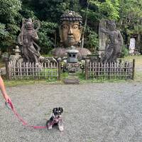 詩との旅8泊目☆コレドール湯河原Dog&Resortへ