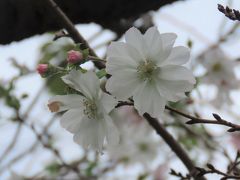 その後の冬桜