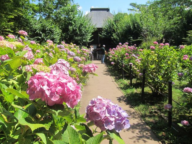 千葉県の本土寺へ紫陽花の花を見に行きました。