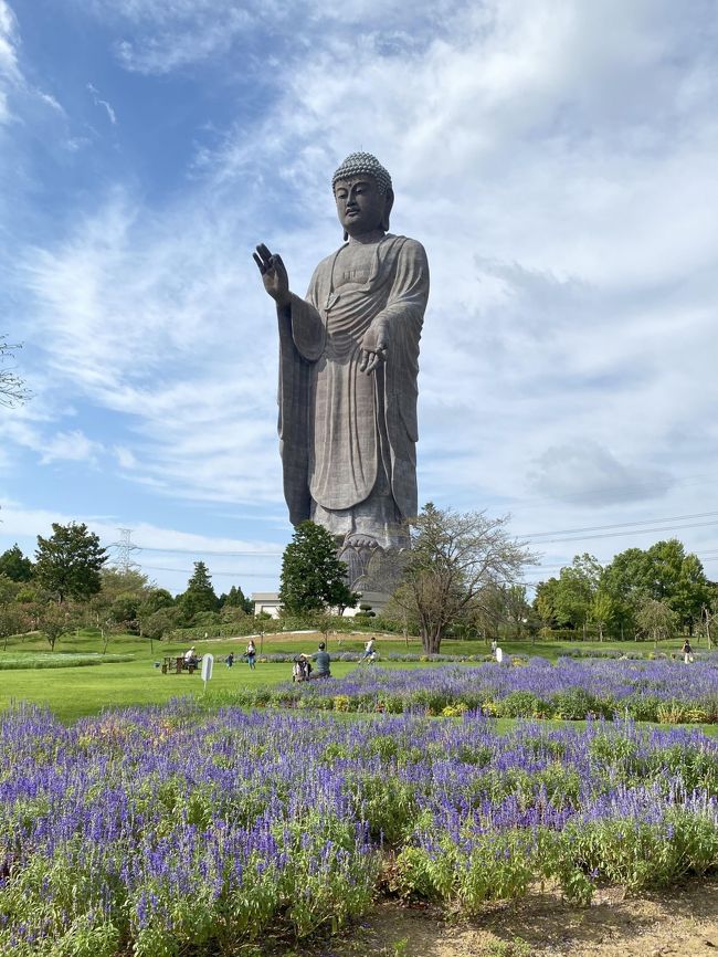 4連休も3日目になりました。<br />一昨日の成田、昨日の松島と、連日の遠出で少ししんどくなってきましたが、体に鞭を打って牛久大仏を観に行ってきました。