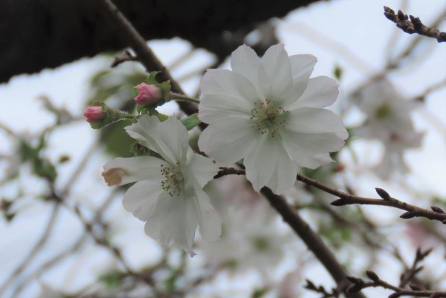 9月23日、午前11時過ぎにふじみ野市亀久保西公園にその後の冬桜を見に行きました。　この日は気温が22℃くらいで10月並みの気温でうすら寒く感ぜられました。　公園の桜は一週間前に比べて花の数が増えていました。　白色の花がほとんどでした。　12月から3月頃に咲く薄いピンク色の花は見られませんでした。<br /><br /><br /><br />*写真は真っ白な冬桜の花