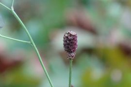 馬場花木園散歩　９月の花（２７種）