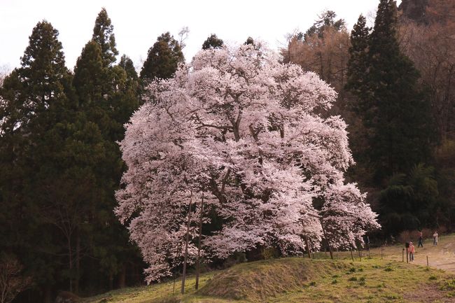 川俣の女神山・秋山の駒ザクラと<br />郡山の紅枝垂地蔵ザクラ・五斗蒔田桜などを見に出かけました。