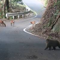 山登りなしで屋久島を楽しんでみました