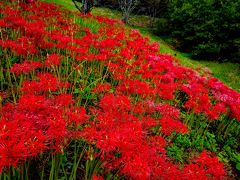 風の郷公園のリコリス　2020